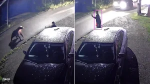A fearless man fell on his backside then stood up and hurled abuse at a charging bear in Russia - shocking CCTV shows the animal rearing up before backing off.