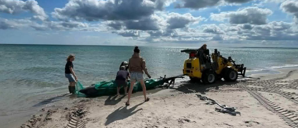 Beachgoers were stunned when they spotted a 15ft monster shark carcass floating close to shore in Denmark, with a digger needed to drag it across the sand.