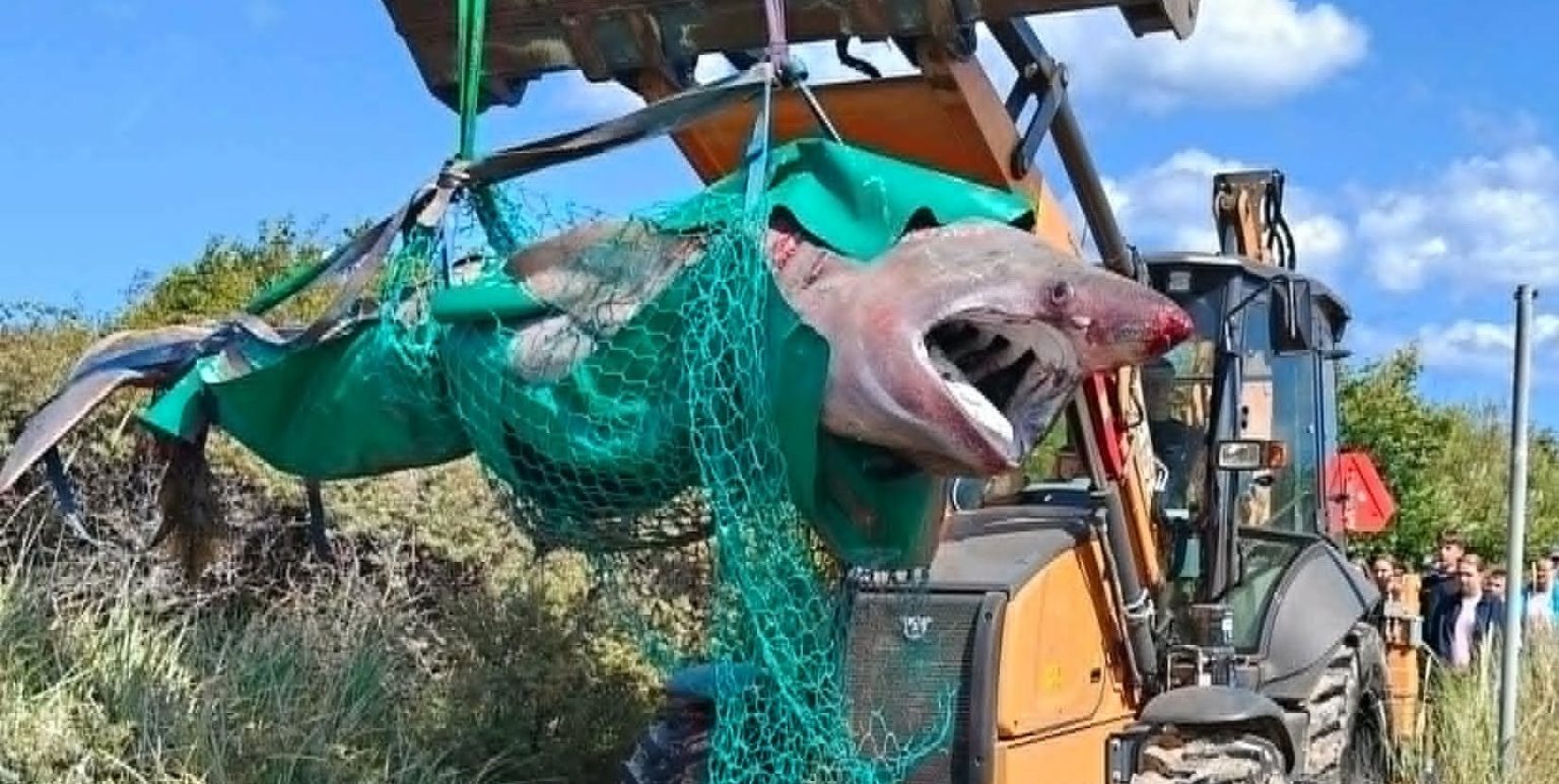 Beachgoers were stunned when they spotted a 15ft monster shark carcass floating close to shore in Denmark, with a digger needed to drag it across the sand.