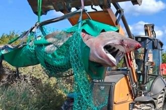 Beachgoers were stunned when they spotted a 15ft monster shark carcass floating close to shore in Denmark, with a digger needed to drag it across the sand.