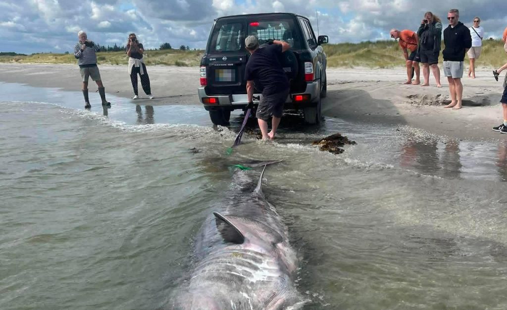 Beachgoers were stunned when they spotted a 15ft monster shark carcass floating close to shore in Denmark, with a digger needed to drag it across the sand.