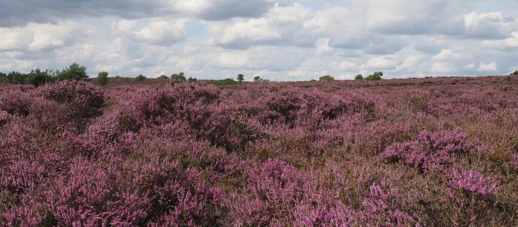 Heartbroken National Trust staff have been left reeling after a devastating wildfire ripped through Dunwich Heath in Suffolk, scarring it beyond recognition.