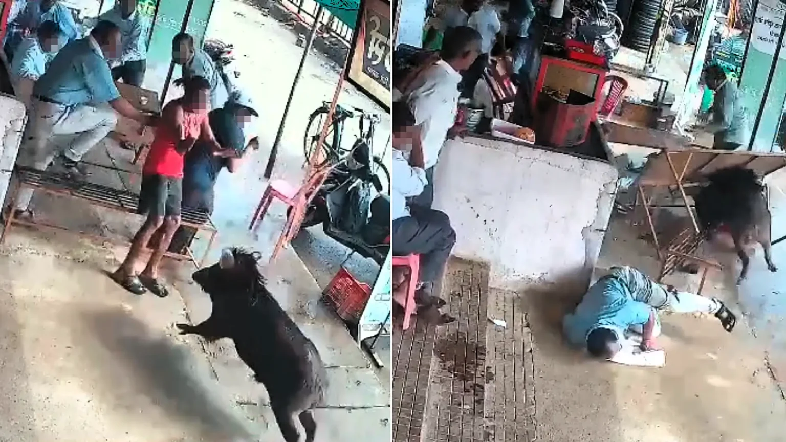 A man was badly injured after a wild boar came hurtling into a roadside tea stall and mauled him - sending him crashing into tables and benches in India.