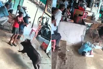 A man was badly injured after a wild boar came hurtling into a roadside tea stall and mauled him - sending him crashing into tables and benches in India.