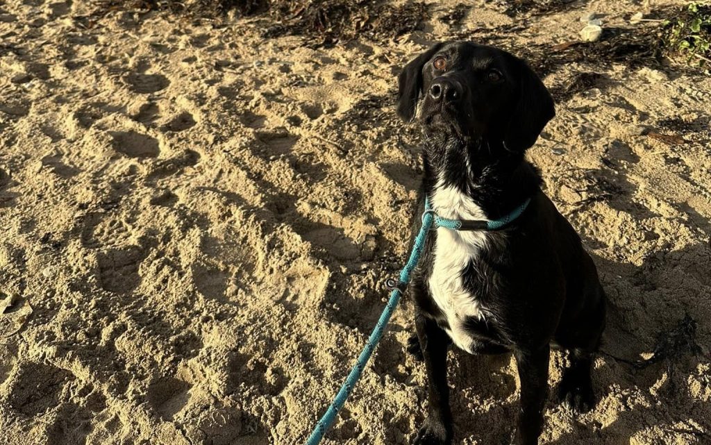 A rare sea turtle is embarking on an epic 5,000-mile journey home from a UK beach to the Gulf of Mexico - with carers stocking up on lube and Vaseline for the trip.