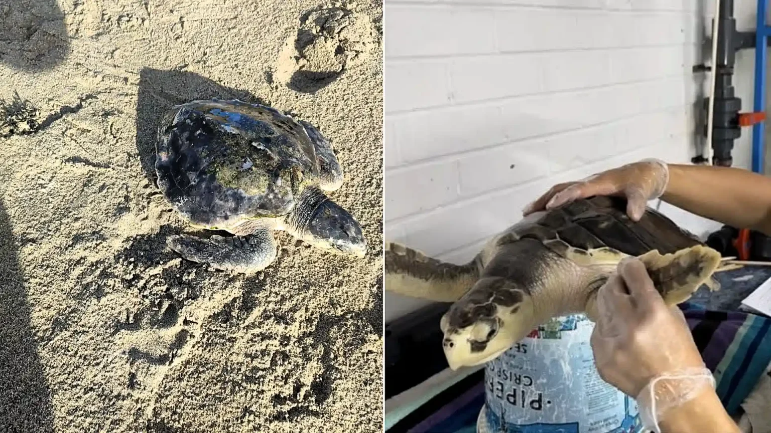A rare sea turtle is embarking on an epic 5,000-mile journey home from a UK beach to the Gulf of Mexico - with carers stocking up on lube and Vaseline for the trip.