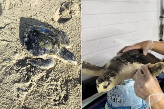 A rare sea turtle is embarking on an epic 5,000-mile journey home from a UK beach to the Gulf of Mexico - with carers stocking up on lube and Vaseline for the trip.