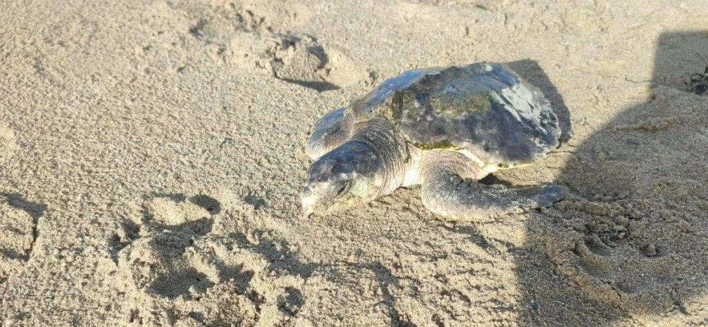 A rare sea turtle is embarking on an epic 5,000-mile journey home from a UK beach to the Gulf of Mexico - with carers stocking up on lube and Vaseline for the trip.