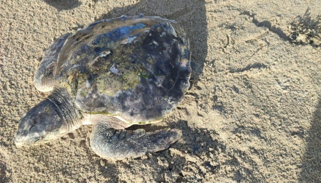 A rare sea turtle is embarking on an epic 5,000-mile journey home from a UK beach to the Gulf of Mexico - with carers stocking up on lube and Vaseline for the trip.