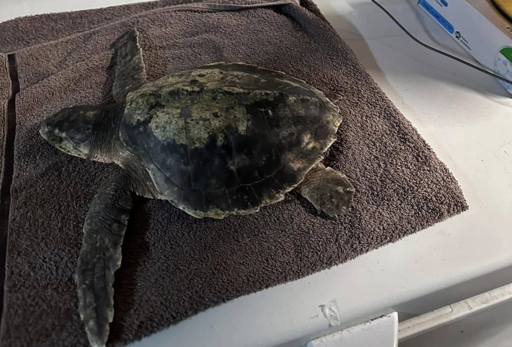 A rare sea turtle is embarking on an epic 5,000-mile journey home from a UK beach to the Gulf of Mexico - with carers stocking up on lube and Vaseline for the trip.