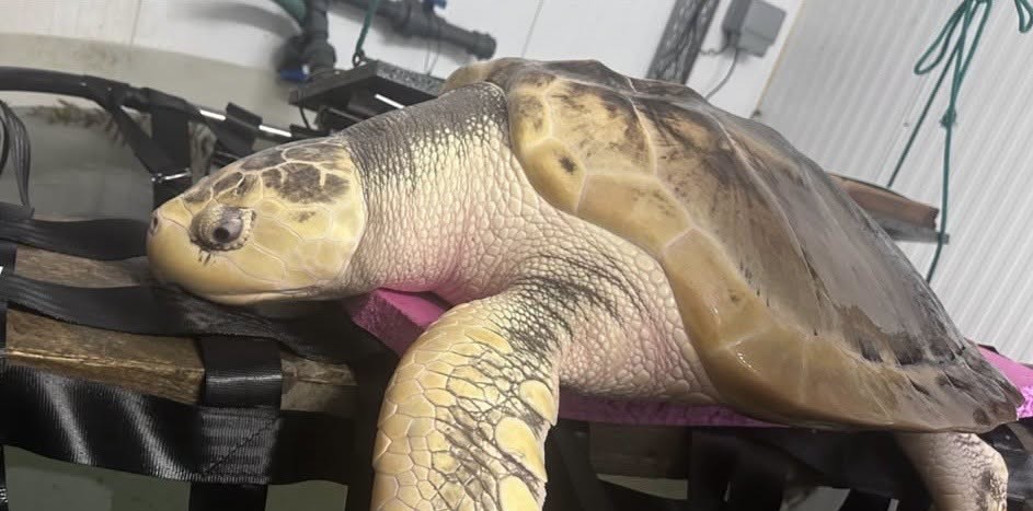 A rare sea turtle is embarking on an epic 5,000-mile journey home from a UK beach to the Gulf of Mexico - with carers stocking up on lube and Vaseline for the trip.