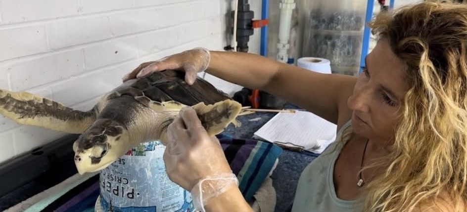 A rare sea turtle is embarking on an epic 5,000-mile journey home from a UK beach to the Gulf of Mexico - with carers stocking up on lube and Vaseline for the trip.
