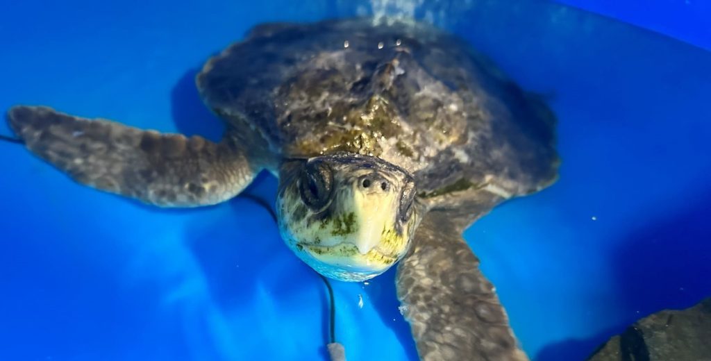 A rare sea turtle is embarking on an epic 5,000-mile journey home from a UK beach to the Gulf of Mexico - with carers stocking up on lube and Vaseline for the trip.