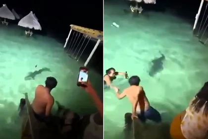 Terrified tourists were dragged from the sea in Belize after a huge crocodile stalked them during a night-time swim - with one woman fleeing clutching her beer.