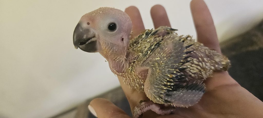 Smuggled parrot eggs have hatched after being seized from an alleged wildlife trafficker at an airport - hidden inside homemade incubator bags in hand luggage.