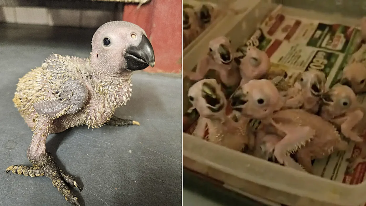 Smuggled parrot eggs have hatched after being seized from an alleged wildlife trafficker at an airport - hidden inside homemade incubator bags in hand luggage.