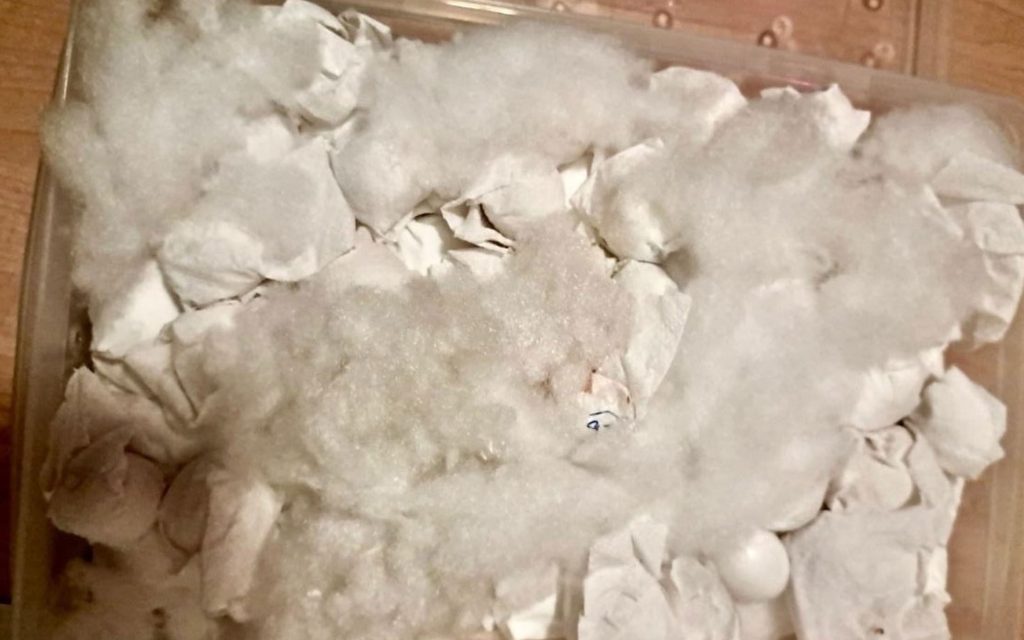 Smuggled parrot eggs have hatched after being seized from an alleged wildlife trafficker at an airport - hidden inside homemade incubator bags in hand luggage.