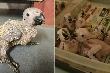 Smuggled parrot eggs have hatched after being seized from an alleged wildlife trafficker at an airport - hidden inside homemade incubator bags in hand luggage.
