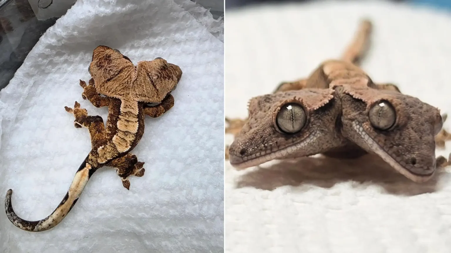 A famous two-headed gecko who captured hearts around the world has tragically been put down after refusing to eat and losing weight.
