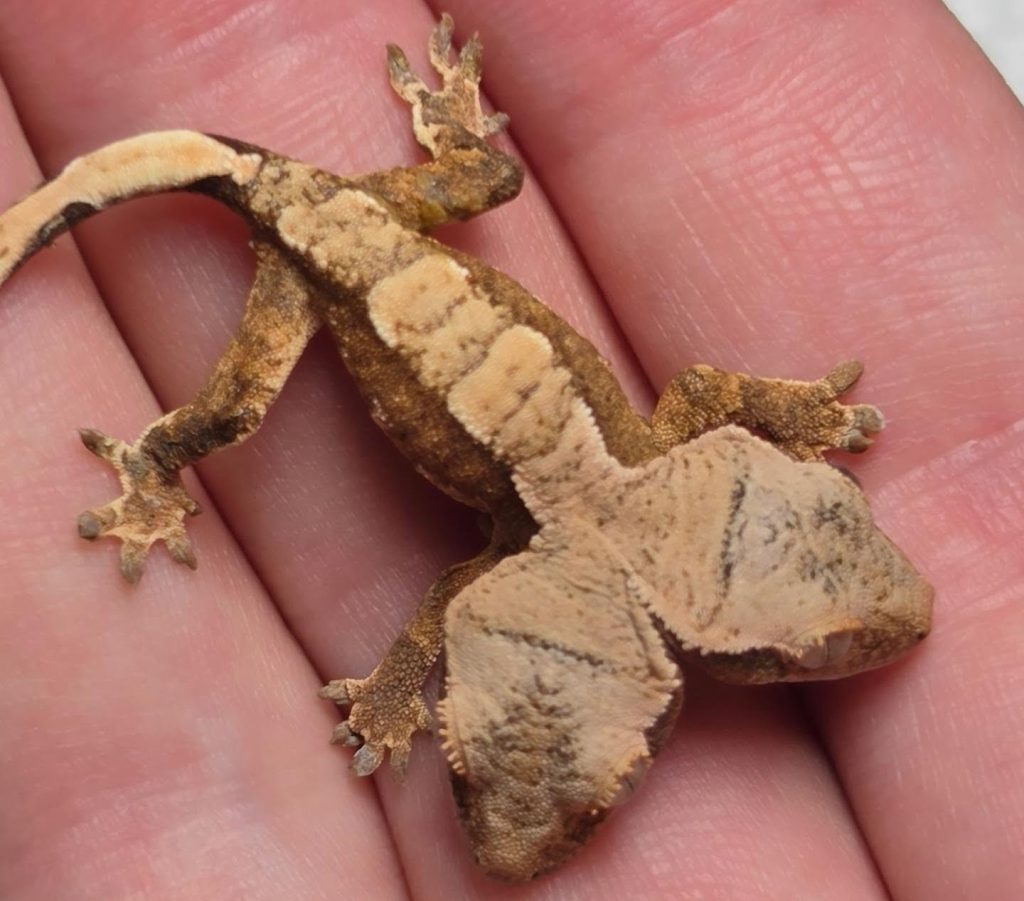 A famous two-headed gecko who captured hearts around the world has tragically been put down after refusing to eat and losing weight.