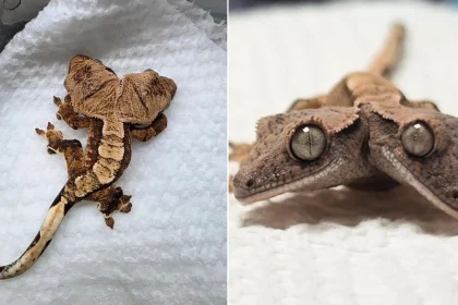 A famous two-headed gecko who captured hearts around the world has tragically been put down after refusing to eat and losing weight.
