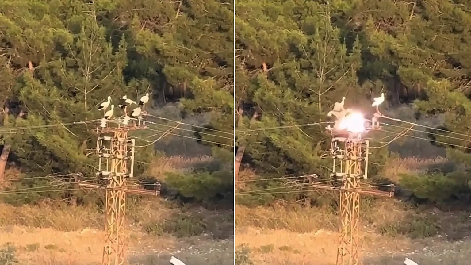 A local resident captured the horrifying moment three storks were electrocuted in a blinding flash after landing on top of an electricity pole in Turkey.