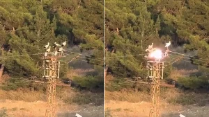 A local resident captured the horrifying moment three storks were electrocuted in a blinding flash after landing on top of an electricity pole in Turkey.