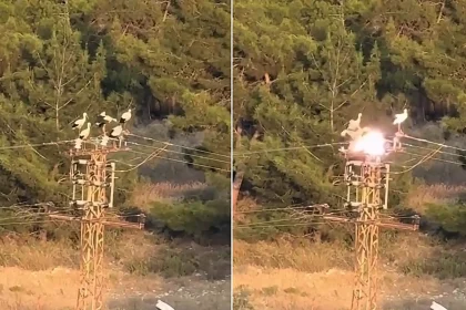 A local resident captured the horrifying moment three storks were electrocuted in a blinding flash after landing on top of an electricity pole in Turkey.