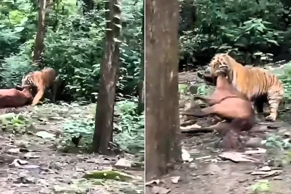 Horror footage shows the moment a tiger drags a horse by its neck into a forest as terrified locals scream near a popular tourism zone in Uttarakhand, India.