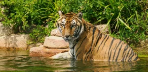 A beloved 14-year-old tiger rescued from a Spanish circus has been put to sleep after an old untreated leg injury began to severely affect her quality of life.