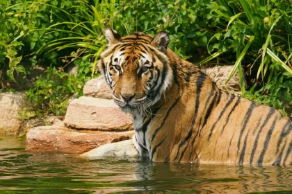 A beloved 14-year-old tiger rescued from a Spanish circus has been put to sleep after an old untreated leg injury began to severely affect her quality of life.