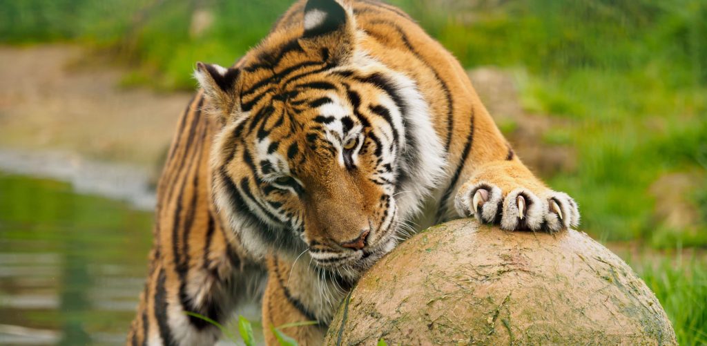 A beloved 14-year-old tiger rescued from a Spanish circus has been put to sleep after an old untreated leg injury began to severely affect her quality of life.