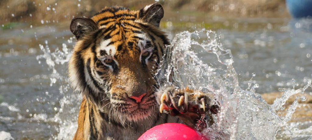 A beloved 14-year-old tiger rescued from a Spanish circus has been put to sleep after an old untreated leg injury began to severely affect her quality of life.