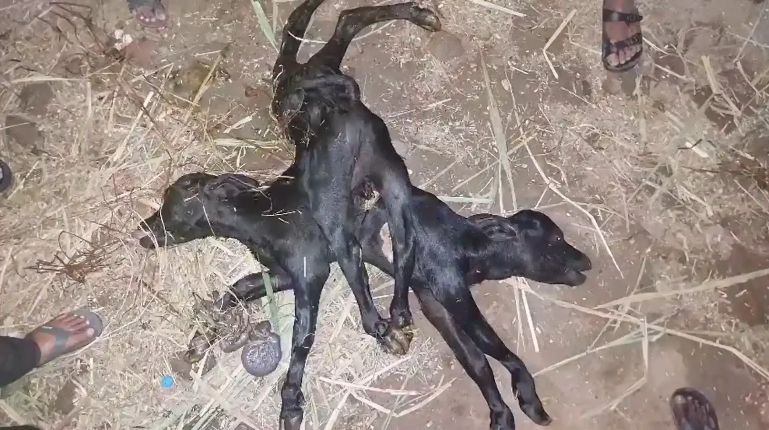 A rare calf with two heads and eight legs has died shortly after being born, stunning vets who spent hours assisting the buffalo's difficult delivery in India.