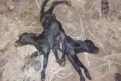 A rare calf with two heads and eight legs has died shortly after being born, stunning vets who spent hours assisting the buffalo's difficult delivery in India.