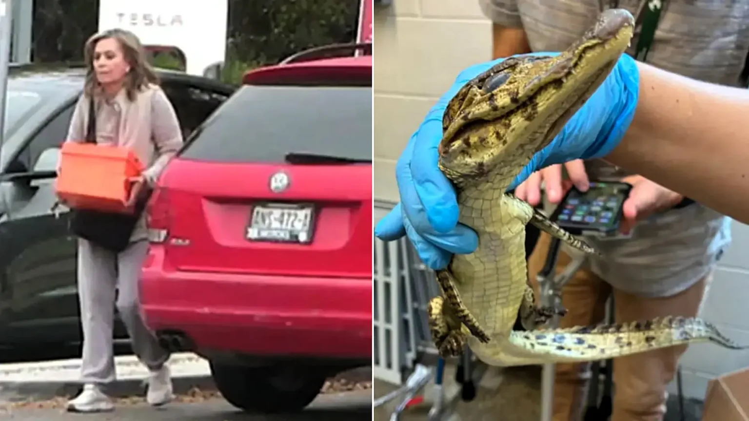 A woman allegedly tried to smuggle 69 exotic reptiles across the US-Mexico border in taped-up pillowcases - including venomous vipers and a baby crocodile.