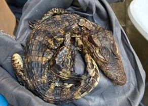 A woman allegedly tried to smuggle 69 exotic reptiles across the US-Mexico border in taped-up pillowcases - including venomous vipers and a baby crocodile.