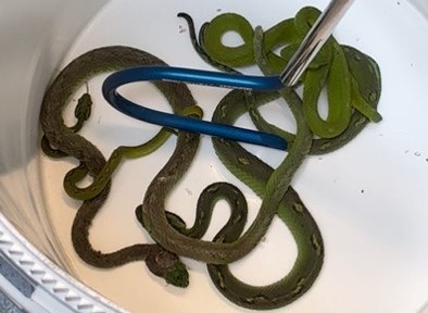 A woman allegedly tried to smuggle 69 exotic reptiles across the US-Mexico border in taped-up pillowcases - including venomous vipers and a baby crocodile.