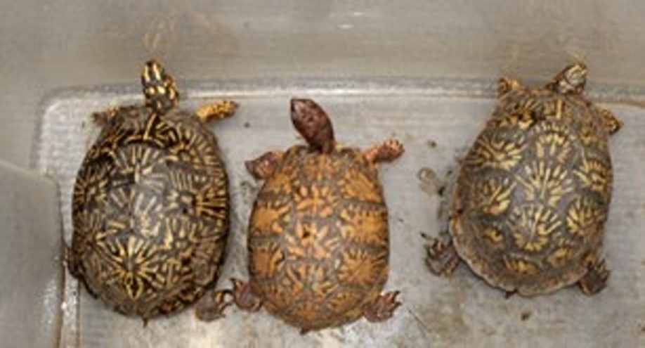 A woman allegedly tried to smuggle 69 exotic reptiles across the US-Mexico border in taped-up pillowcases - including venomous vipers and a baby crocodile.