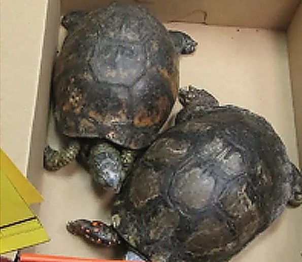 A woman allegedly tried to smuggle 69 exotic reptiles across the US-Mexico border in taped-up pillowcases - including venomous vipers and a baby crocodile.