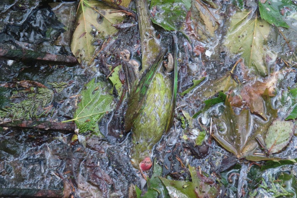 Forty-three parakeets have been found dead in a London park amid claims yobs are shooting the sleeping birds with catapults and filming it for TikTok.