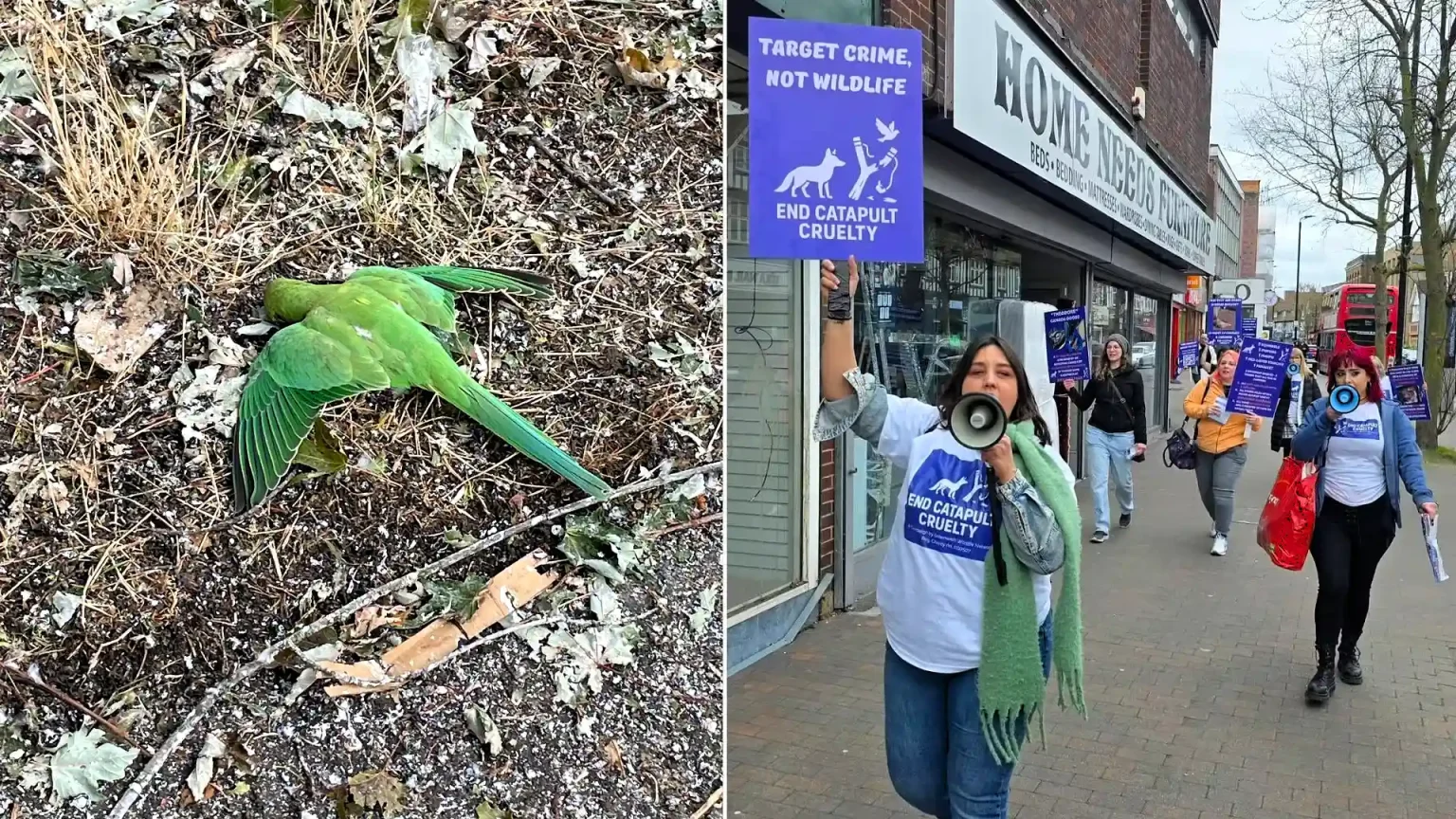 Forty-three parakeets have been found dead in a London park amid claims yobs are shooting the sleeping birds with catapults and filming it for TikTok.