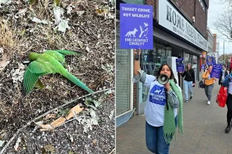 Forty-three parakeets have been found dead in a London park amid claims yobs are shooting the sleeping birds with catapults and filming it for TikTok.