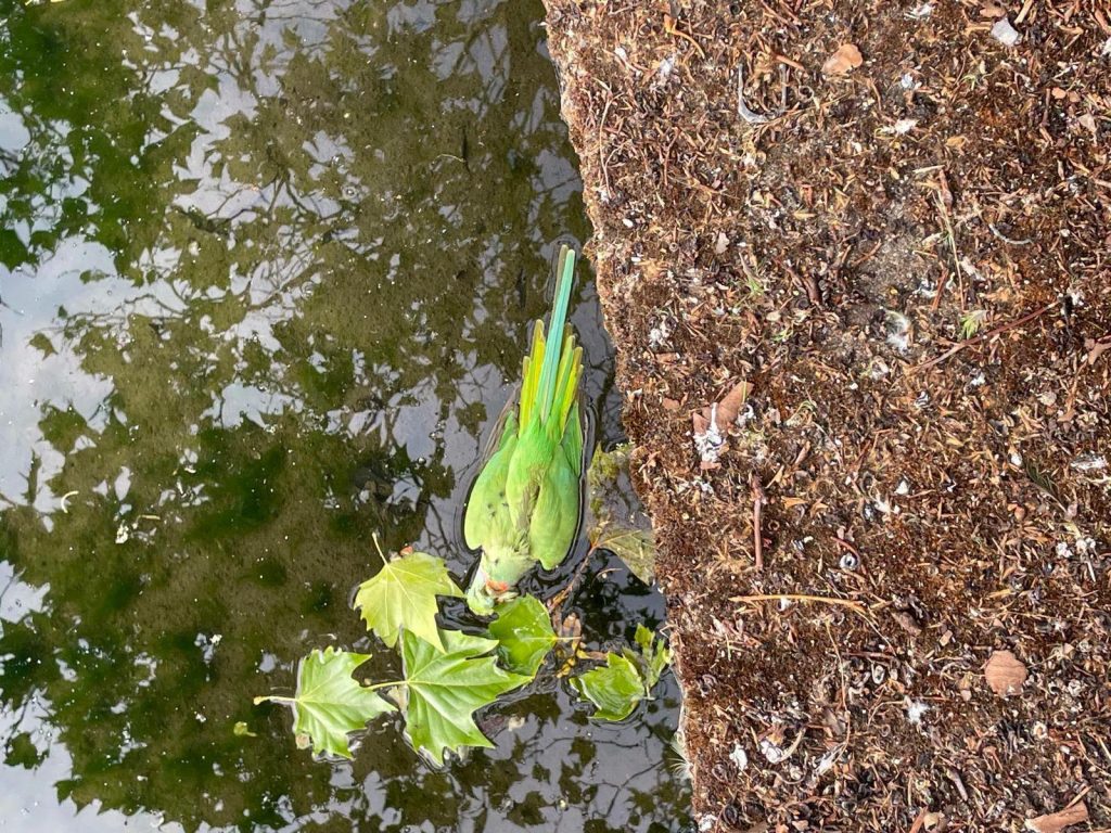 Forty-three parakeets have been found dead in a London park amid claims yobs are shooting the sleeping birds with catapults and filming it for TikTok.