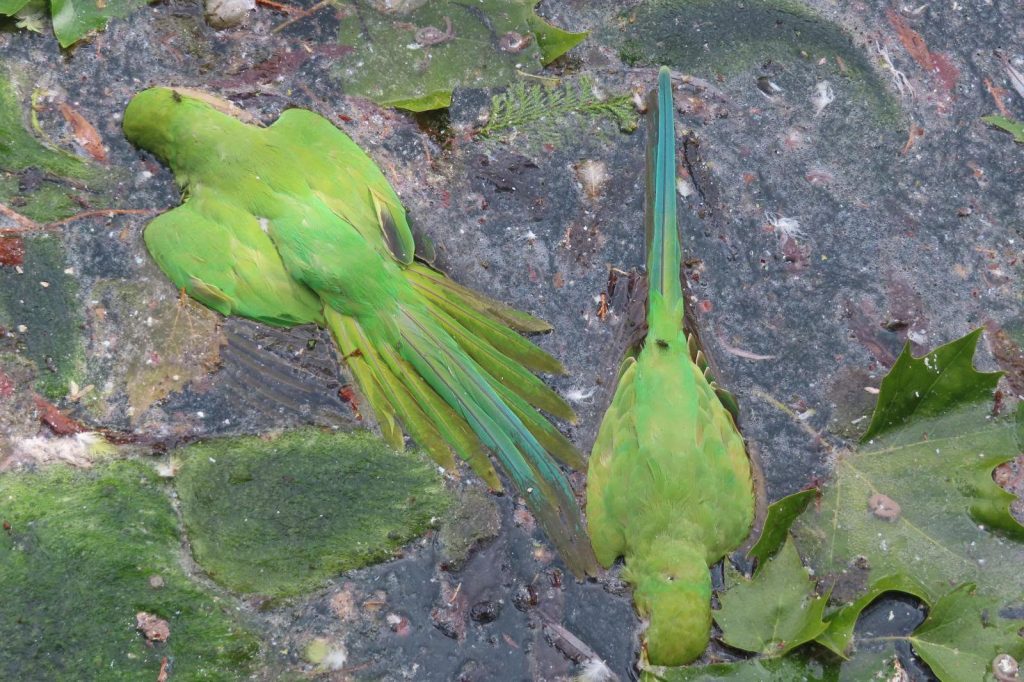 Forty-three parakeets have been found dead in a London park amid claims yobs are shooting the sleeping birds with catapults and filming it for TikTok.