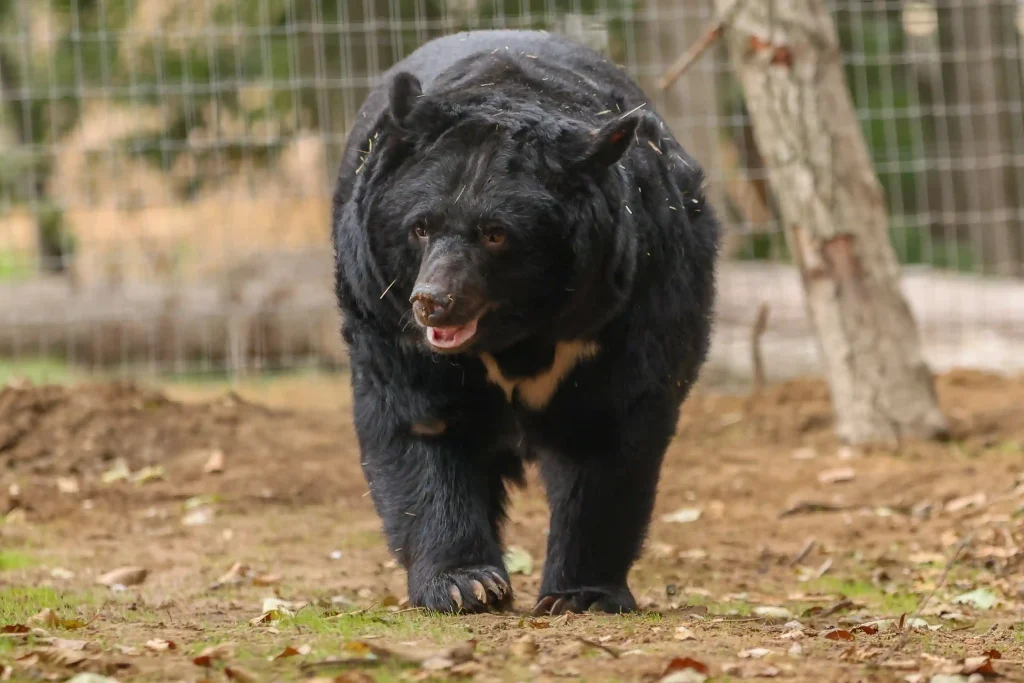 Five bears caged on a South Korean bile farm for up to 27 years have been flown 5,500 miles to a new woodland home in Suffolk by TV farmer Jimmy Doherty.