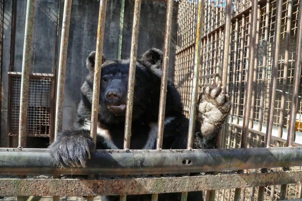 Five bears caged on a South Korean bile farm for up to 27 years have been flown 5,500 miles to a new woodland home in Suffolk by TV farmer Jimmy Doherty.