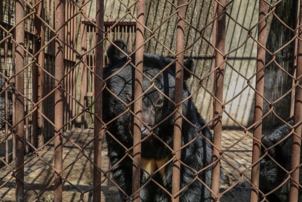 Five bears caged on a South Korean bile farm for up to 27 years have been flown 5,500 miles to a new woodland home in Suffolk by TV farmer Jimmy Doherty.