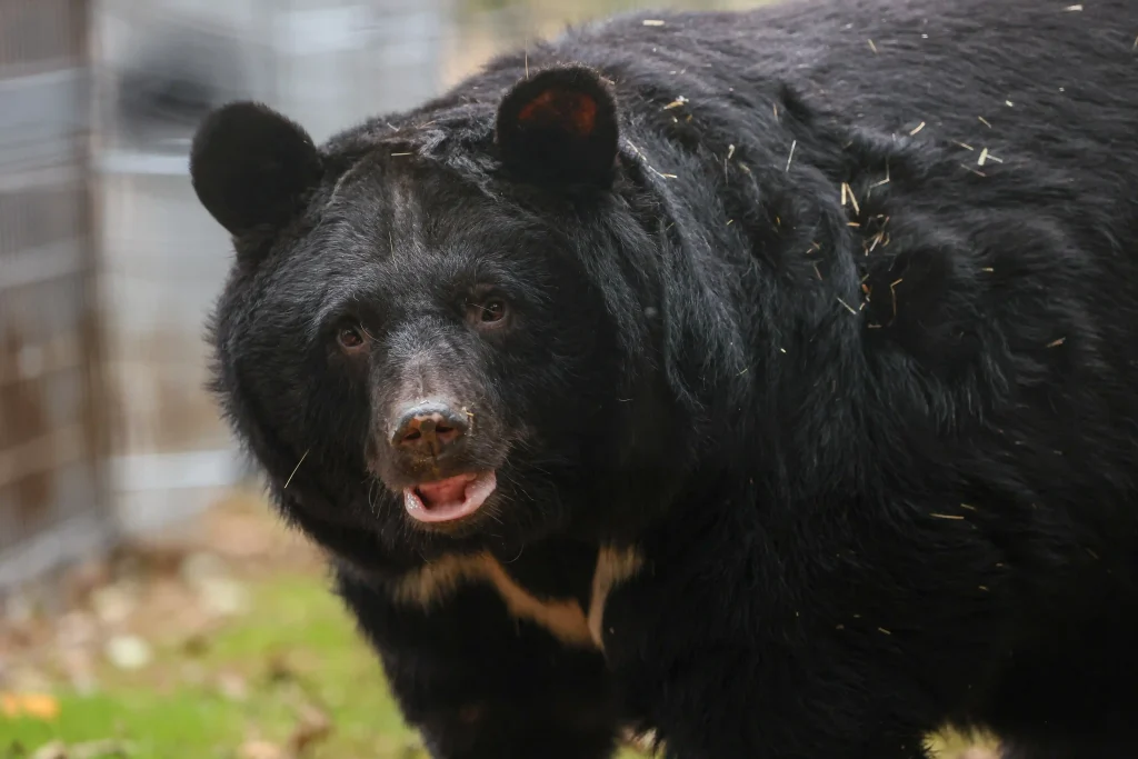 Five bears caged on a South Korean bile farm for up to 27 years have been flown 5,500 miles to a new woodland home in Suffolk by TV farmer Jimmy Doherty.