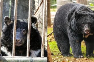 Five bears caged on a South Korean bile farm for up to 27 years have been flown 5,500 miles to a new woodland home in Suffolk by TV farmer Jimmy Doherty.